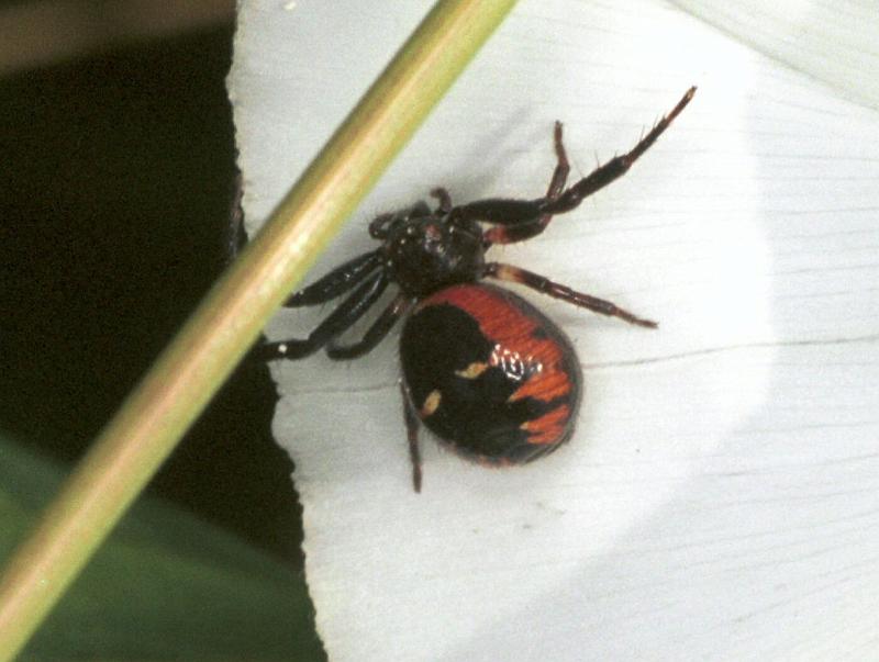 Synaema_globosum_F2183_Z_76_Les Gris_Frankrijk.jpg